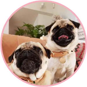 Two Pugs Cute Portrait PNG Image