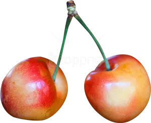 Two Rainier Cherries Black Background PNG Image