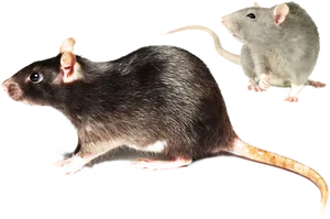 Two Rats Blackand White PNG Image