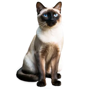 Two Siamese Cats Together Png 41 PNG Image