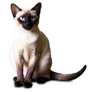 Two Siamese Cats Together Png 64 PNG Image