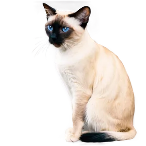 Two Siamese Cats Together Png Ocg68 PNG Image