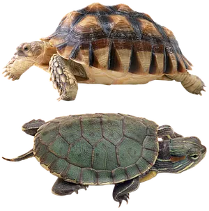 Two Turtles Comparison PNG Image