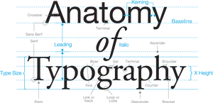 Typography Anatomy Explained PNG Image
