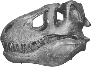 Tyrannosaurus Rex Skull Fossil PNG Image