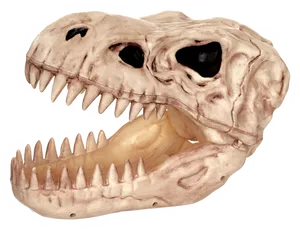 Tyrannosaurus Rex Skull Replica PNG Image