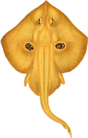 Undersideof Yellow Stingray PNG Image