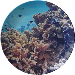 Underwater_ Coral_ Reef_with_ Fish PNG Image