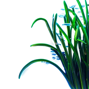 Underwater Seagrass Png Dsj21 PNG Image