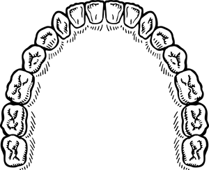 Upper Dental Arch Diagram PNG Image