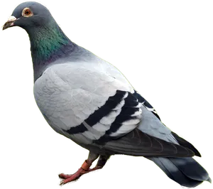 Urban Pigeon Profile View PNG Image