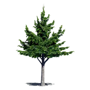 Urban Tree Shadow Png Hbi PNG Image