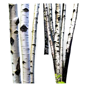 Utah Quaking Aspen Forest Png 06292024 PNG Image