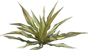 Variegated Agave Planton Black Background PNG Image