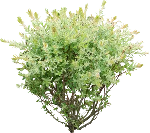 Variegated Green Shrub Isolated PNG Image