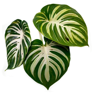 Variegated Pothos Varieties Png Oar PNG Image