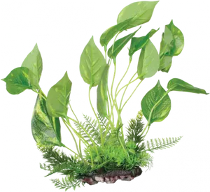 Variegated Pothosand Ferns Arrangement PNG Image