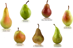 Varietiesof Pears Illustration PNG Image