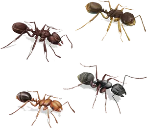 Variety_of_ Ants_ Illustration PNG Image