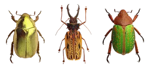 Variety_of_ Beetles PNG Image