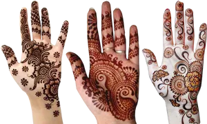 Variety_of_ Mehndi_ Designs_on_ Hands PNG Image