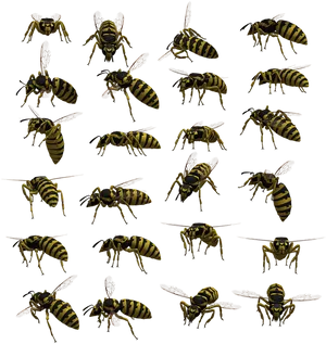 Variety_of_ Wasp_ Poses PNG Image