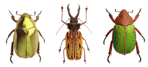 Varietyof Beetles Showcase PNG Image