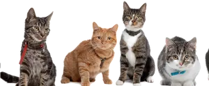 Varietyof Cats Posing PNG Image