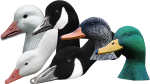 Varietyof Geese Heads PNG Image