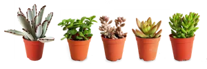 Varietyof Succulentsin Pots PNG Image