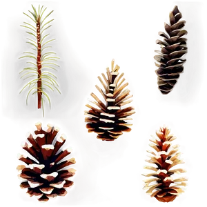 Vector Pine Cone Png Hma PNG Image