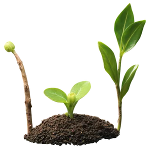 Vegetation Sprout Png Vvl PNG Image