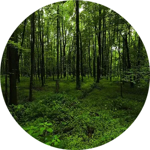 Verdant Forest Glade PNG Image