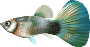 Vibrant Aquarium Fish Illustration PNG