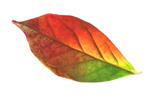 Vibrant Autumn Leaf.png PNG Image