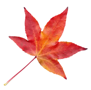 Vibrant Autumn Maple Leaf.png PNG Image