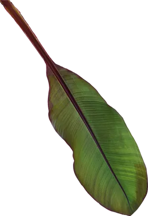 Vibrant Banana Leaf Texture PNG Image