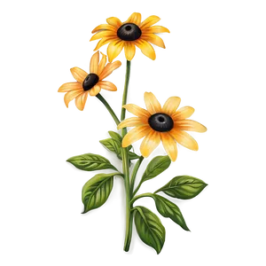 Vibrant Black Eyed Susan Illustration Png 06282024 PNG Image