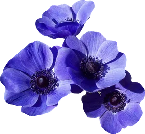 Vibrant Blue Anemone Blossoms PNG Image