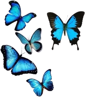 Vibrant Blue Butterflies Collection PNG Image