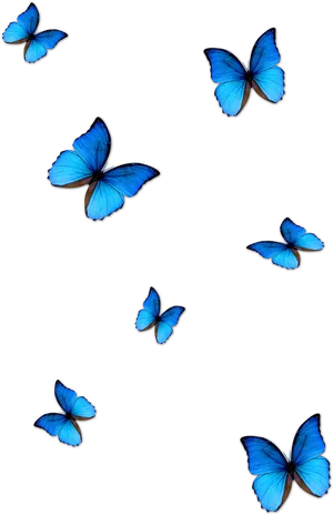 Vibrant Blue Butterflieson Grey PNG Image