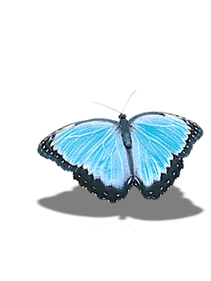 Vibrant Blue Butterfly Black Background PNG Image