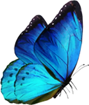 Vibrant Blue Butterfly Isolated PNG Image