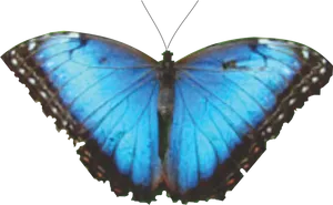 Vibrant Blue Butterfly Spread Wings PNG Image