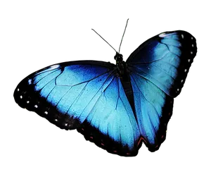 Vibrant Blue Butterflyon Black Background PNG Image