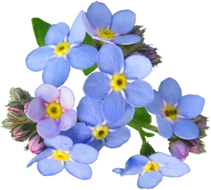 Vibrant Blue Forget Me Nots PNG Image