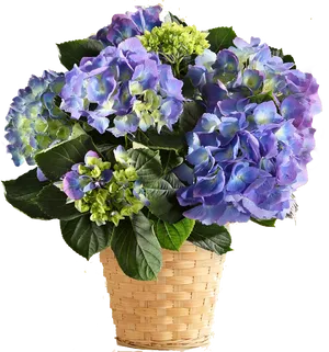 Vibrant Blue Hydrangea Basket PNG Image