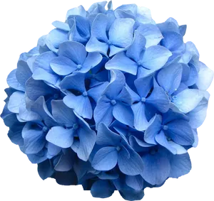 Vibrant Blue Hydrangea Bloom PNG Image