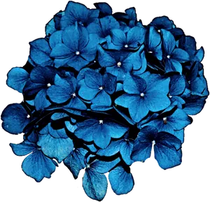 Vibrant_ Blue_ Hydrangea_ Bloom PNG Image