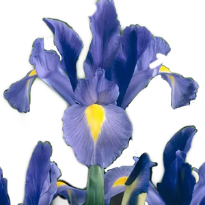 Vibrant Blue Iris Flower PNG Image